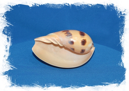 Мело мело,10-15см, 1шт