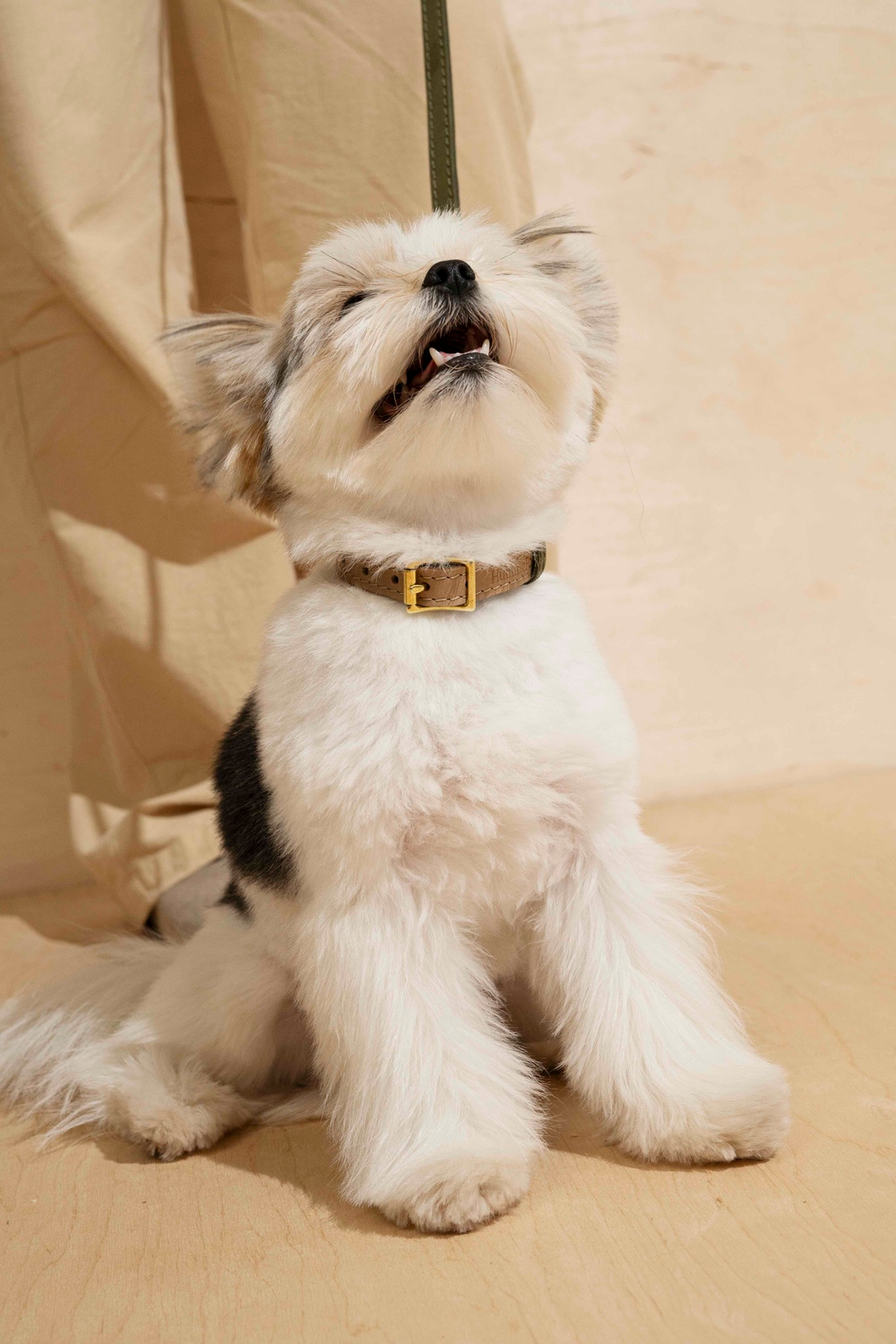 Ошейник "Пони-гулёни" Зеленый и бежевый