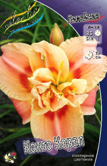 Лилейник Конго Корал