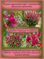 Будлея Давида Рубиновая карамелька для бабочек