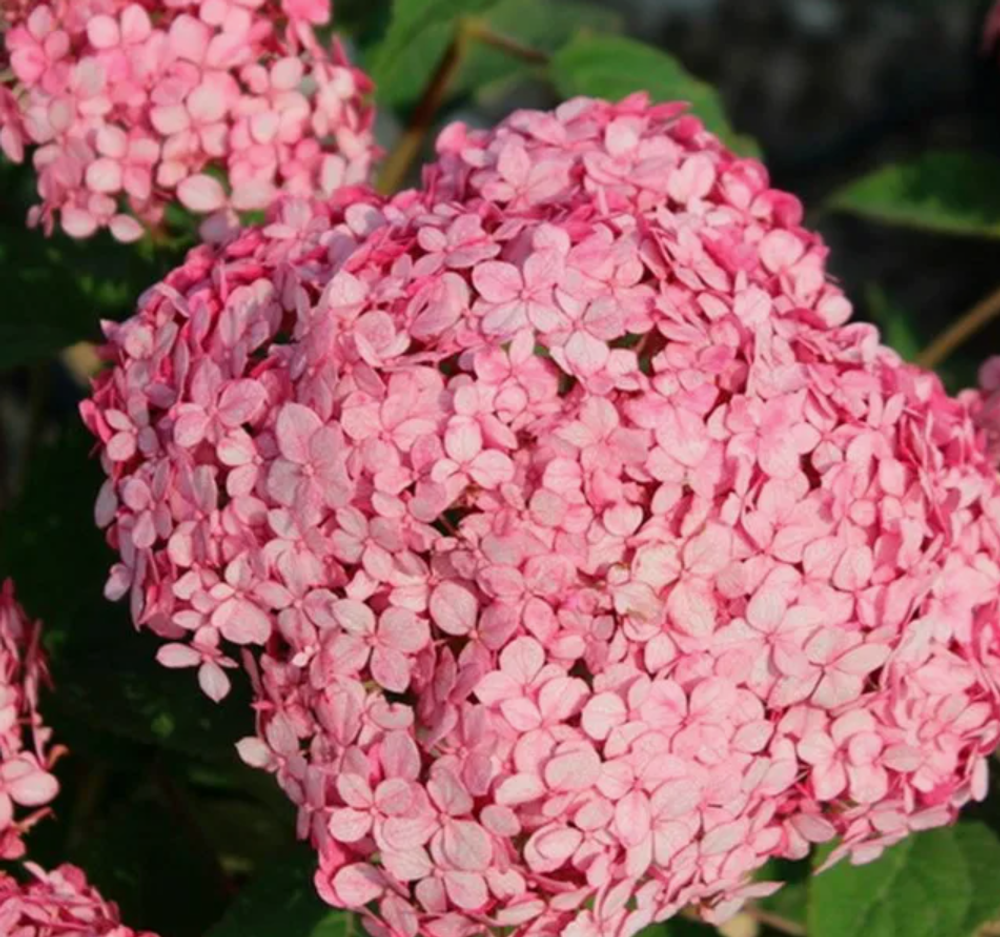 Гортензия древовидная Ruby Annabell в контейнере 0,5л