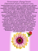 Остеоспермум Оранжевый закат