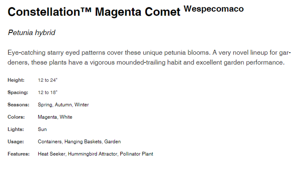 ЕВРО Constellation Mangenta comet ОКС укорененный черенок 15-20 февраля