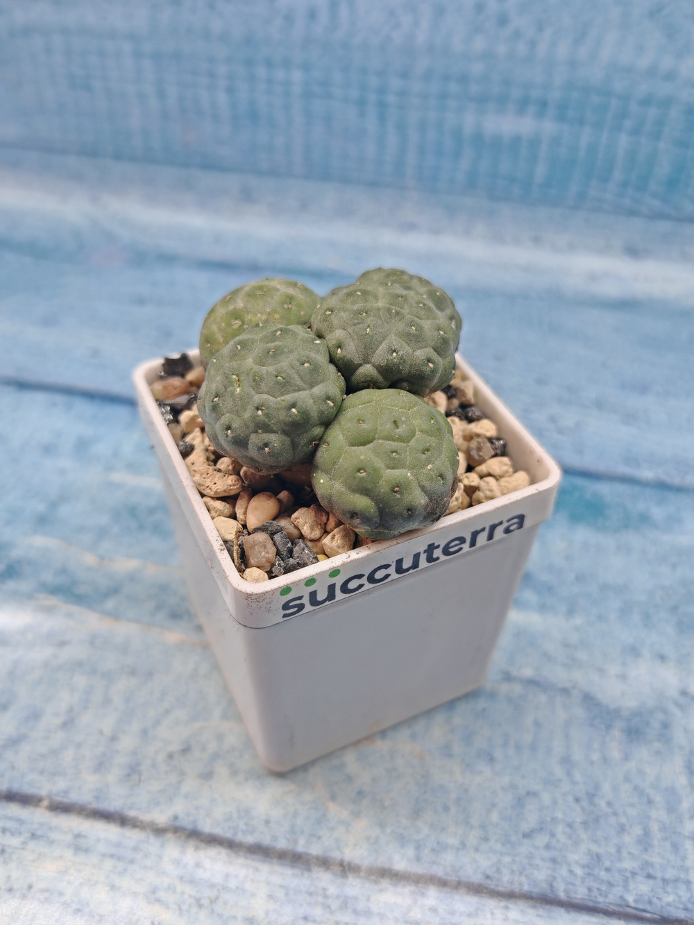 Puna Bonnieae Inermis (Пуна)
