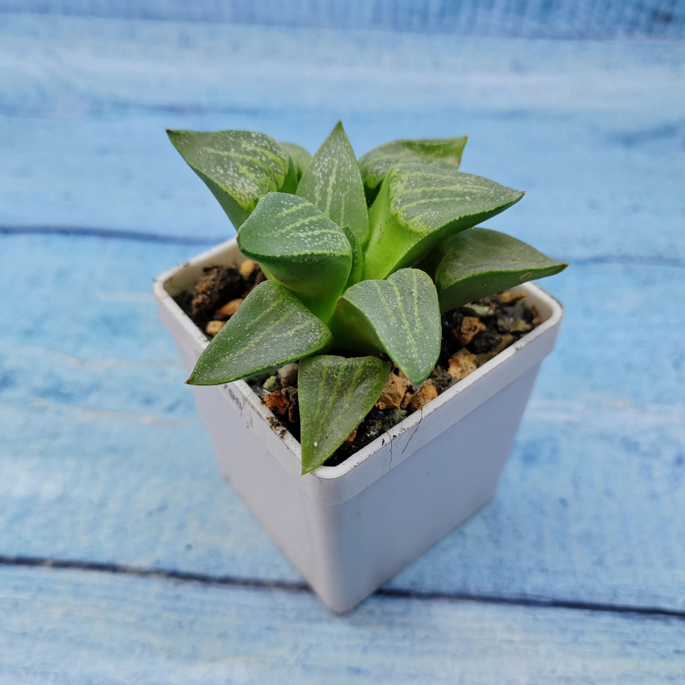 Haworthia Comptoniana Hybride hybrid (Хавортия)