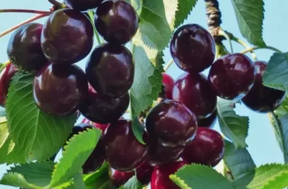 Черешня Ипуть ЗКС контейнер 5-7,5л, 3х летний саженец май 26