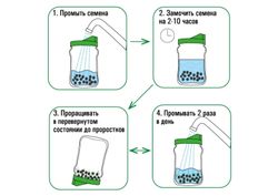 Проращиватель