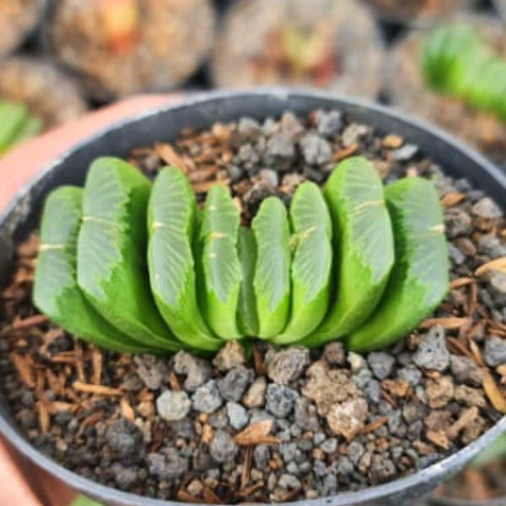 Хавортия TRUNCATA CV. LIME GREEN