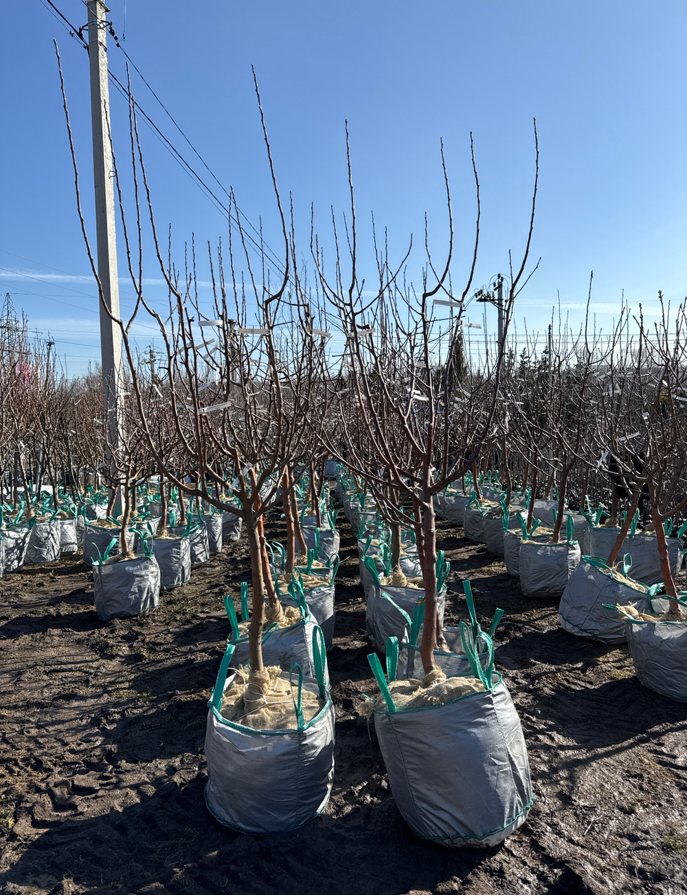 Яблоня дерево-сад (Гибрид нескольких сортов Яблони) 3-4 сорта на дереве