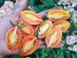 Стыдливый румянец (Blush) сорт томата