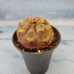 Gymnocalycium Daydream (Гимнокалициум)
