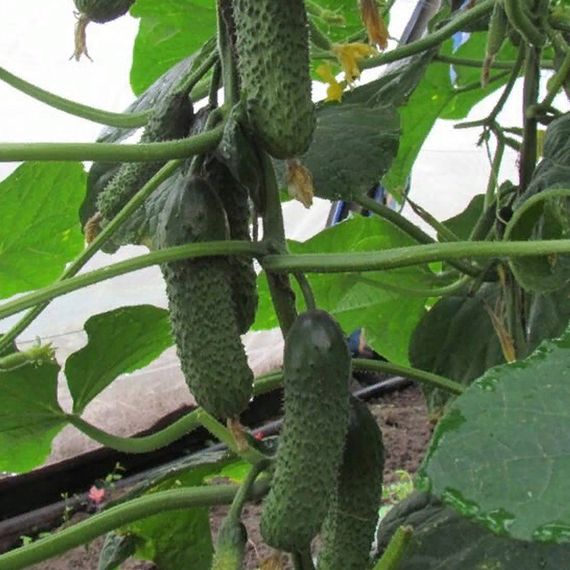 РУБИНШТЕЙН F1 семена огурца Rijk Zwaan купить