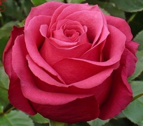 Роза чайно-гибридная Амалия