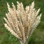 Букет сухоцветов Пшеницы 40х18 см