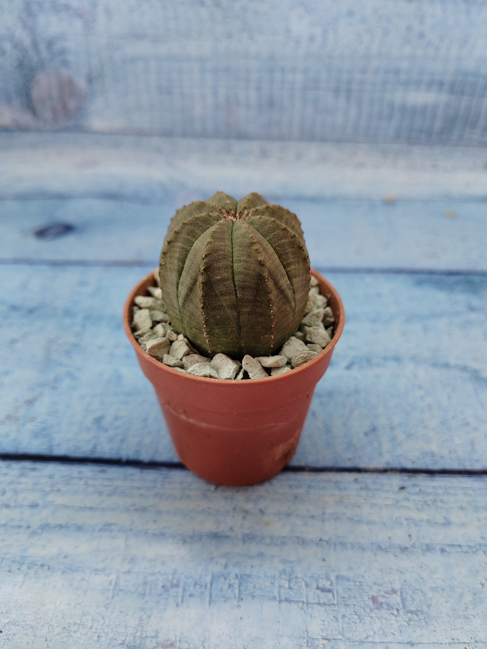 Euphoria Obesa (Эуфорбия)