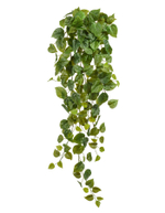 Филодендрон Сканденс ампельный большой (Sensitive Botanic) в-80 см 6/36 20.05200265N-L