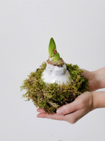 луковица амариллиса в воске - подарок к Новому году купить с доставкой в Москве