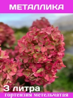 Металлика гортензия метельчатая