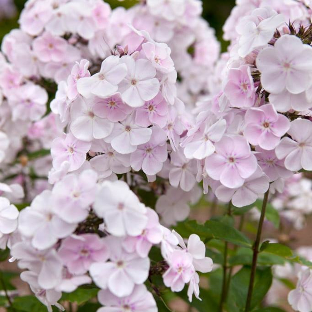 Флокс метельчатый Моника Линден Белл