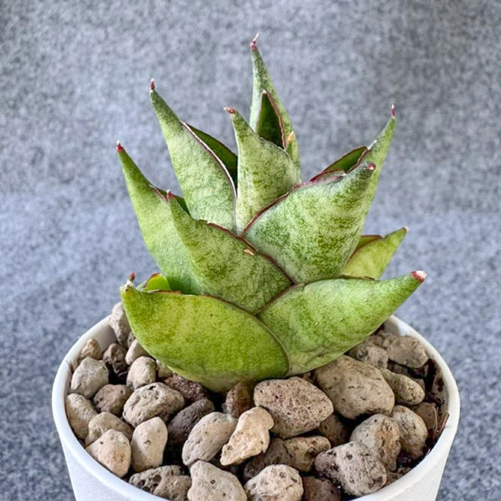 Сансевиерия OLYMPUS