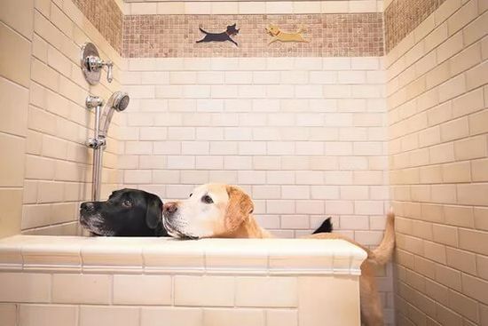 5 ошибок при мытье лап собакам