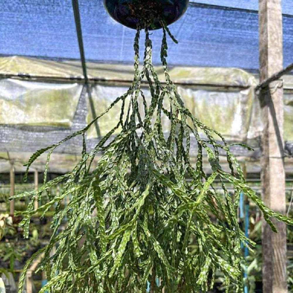 Хуперция H.NUMMULAIRIFOLIA MUT 6"