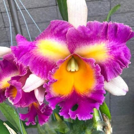 Орхидея ринхолелиокаттлея RLC. PEGASUS FANTASY SANCTUARY