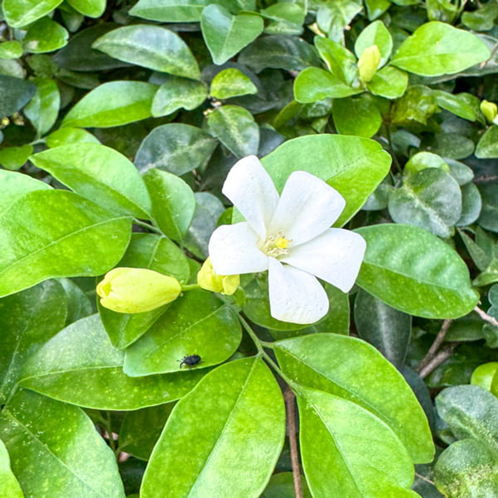 Муррайя метельчатая тайская – Murraya paniculata Thai