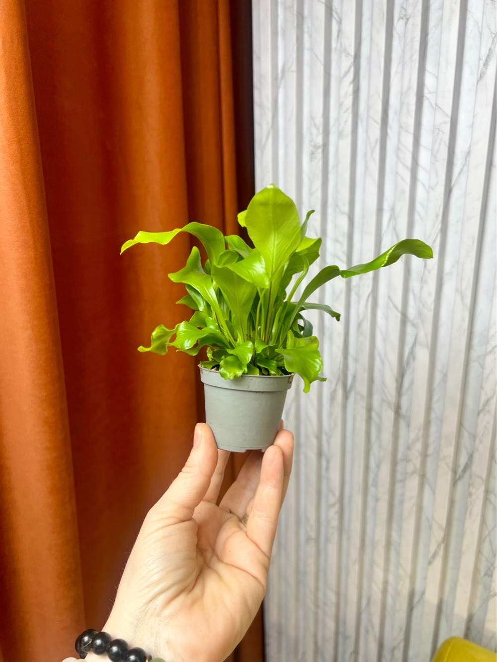 Асплениум Нидус, папоротник, D6см Н15см, 1шт, Нидерланды
