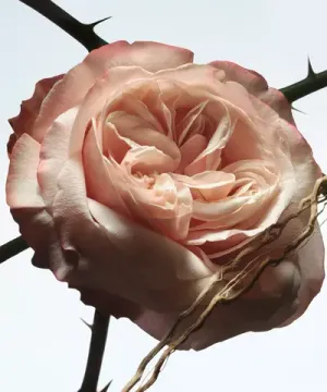 Dries Van Noten Rosa Carnivora Eau de Parfum