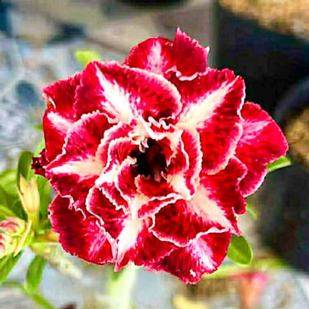 Адениум CHOR MALEE