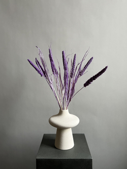 Сетария сиреневая