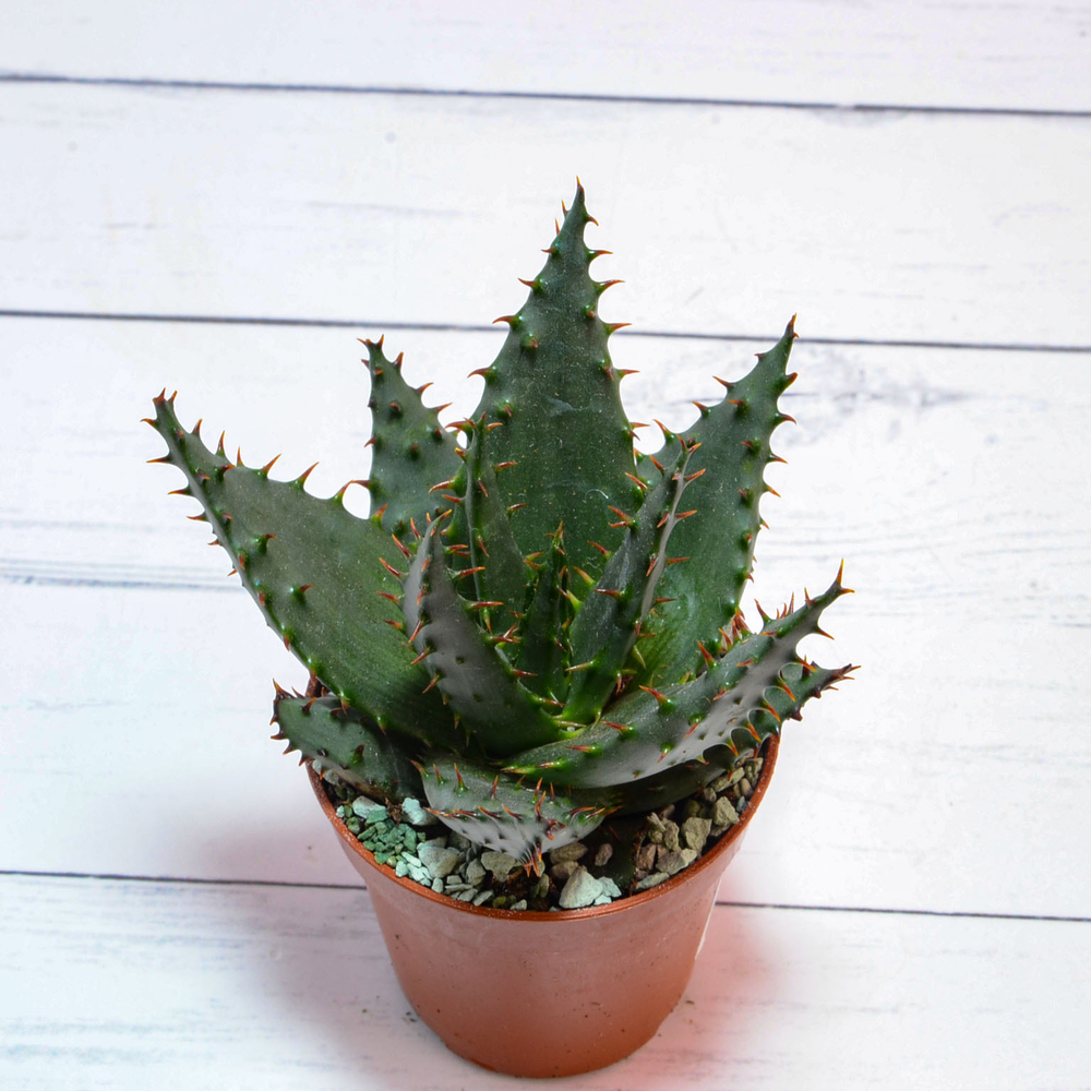 Aloe Broomii (Алоэ)