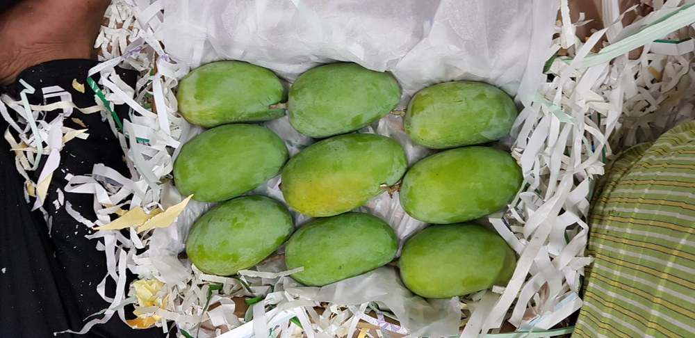 Индийский сорт МАНГО «Имам Пасанд», «Лангра» и «Алампур Банешан»