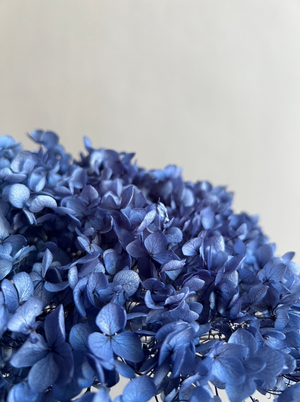 Гортензия стабилизированная сиренево—синяя
