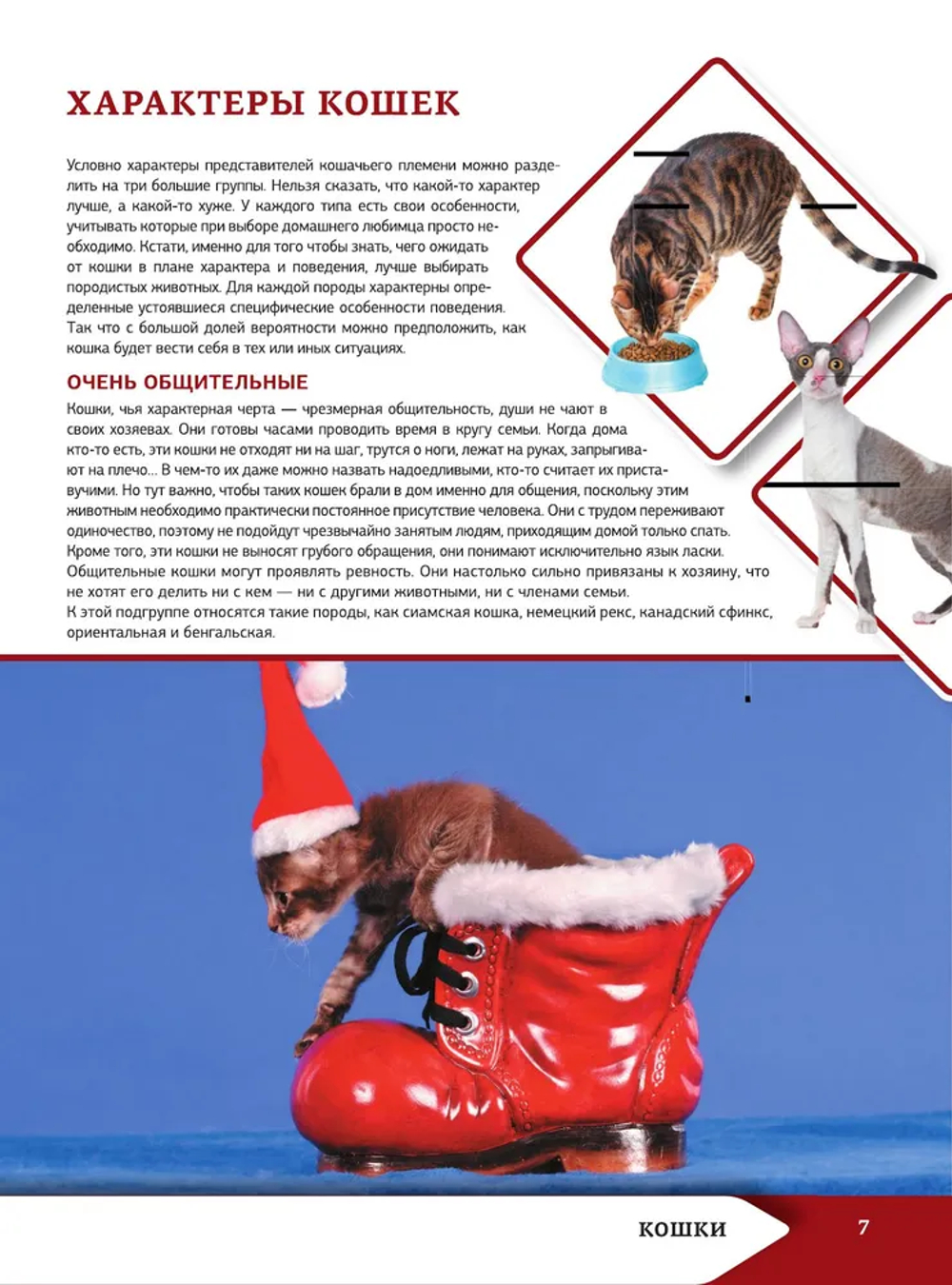 Большая энциклопедия о кошках и собаках