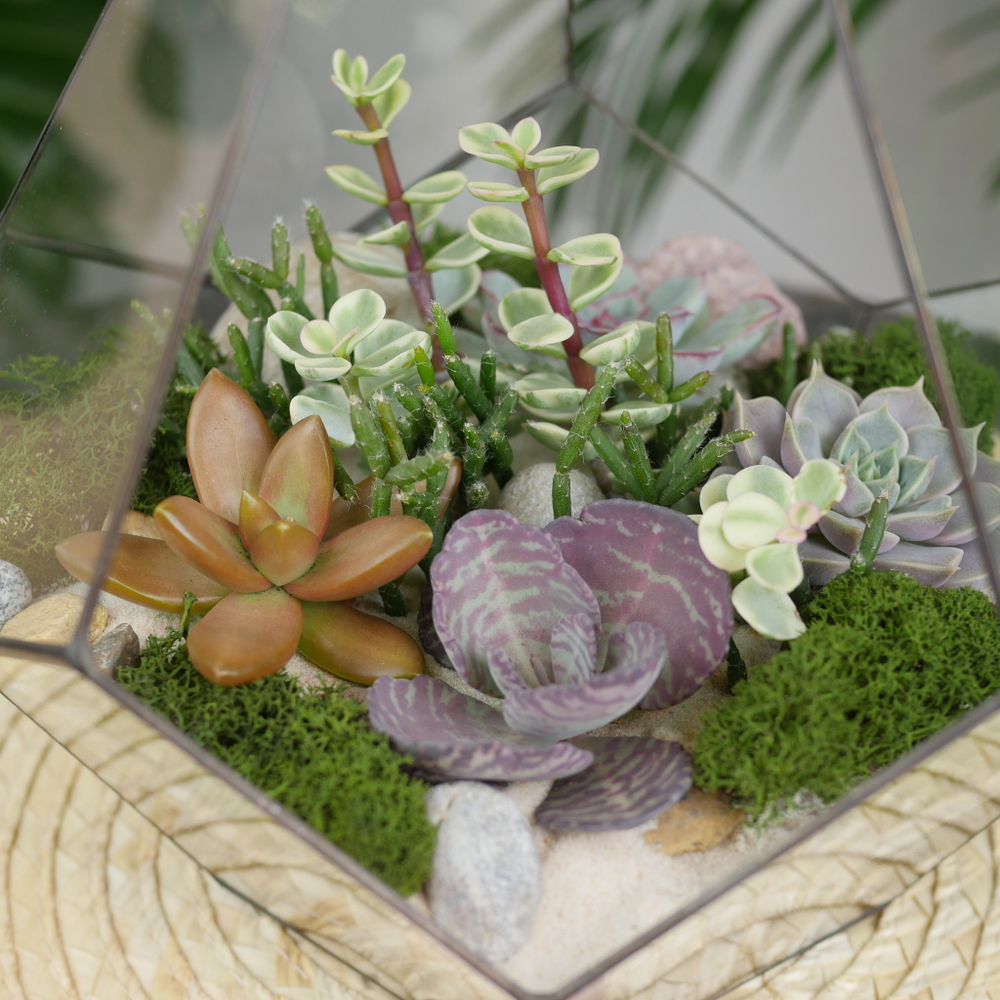 Готовый флорариум с суккулентами Капля Laaroom