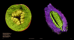 Seeds: Time Capsules of Life