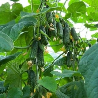 Огурец Эколь F1 50 (семян)