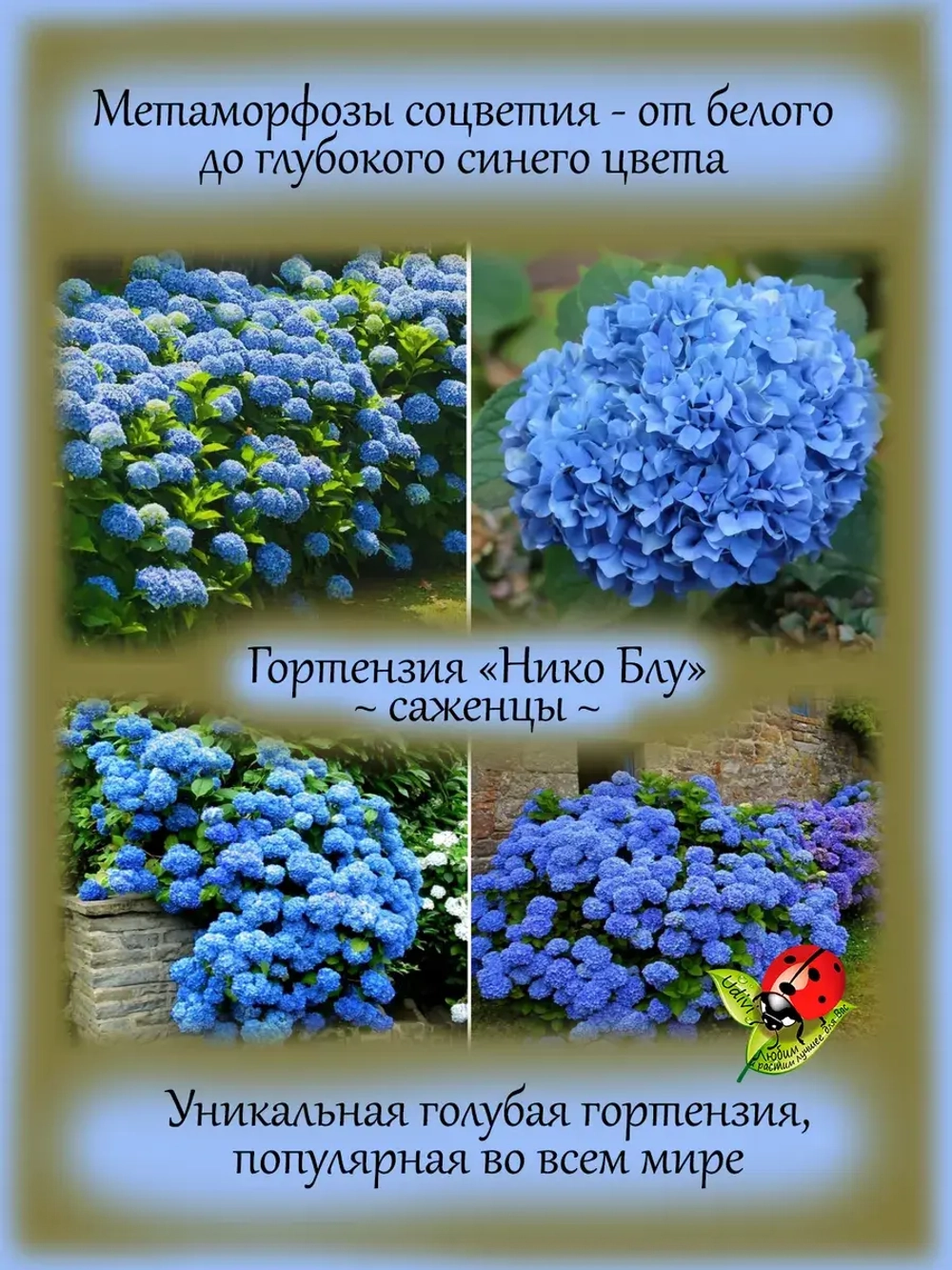 Гортензия Нико Блу голубая крупнолистная