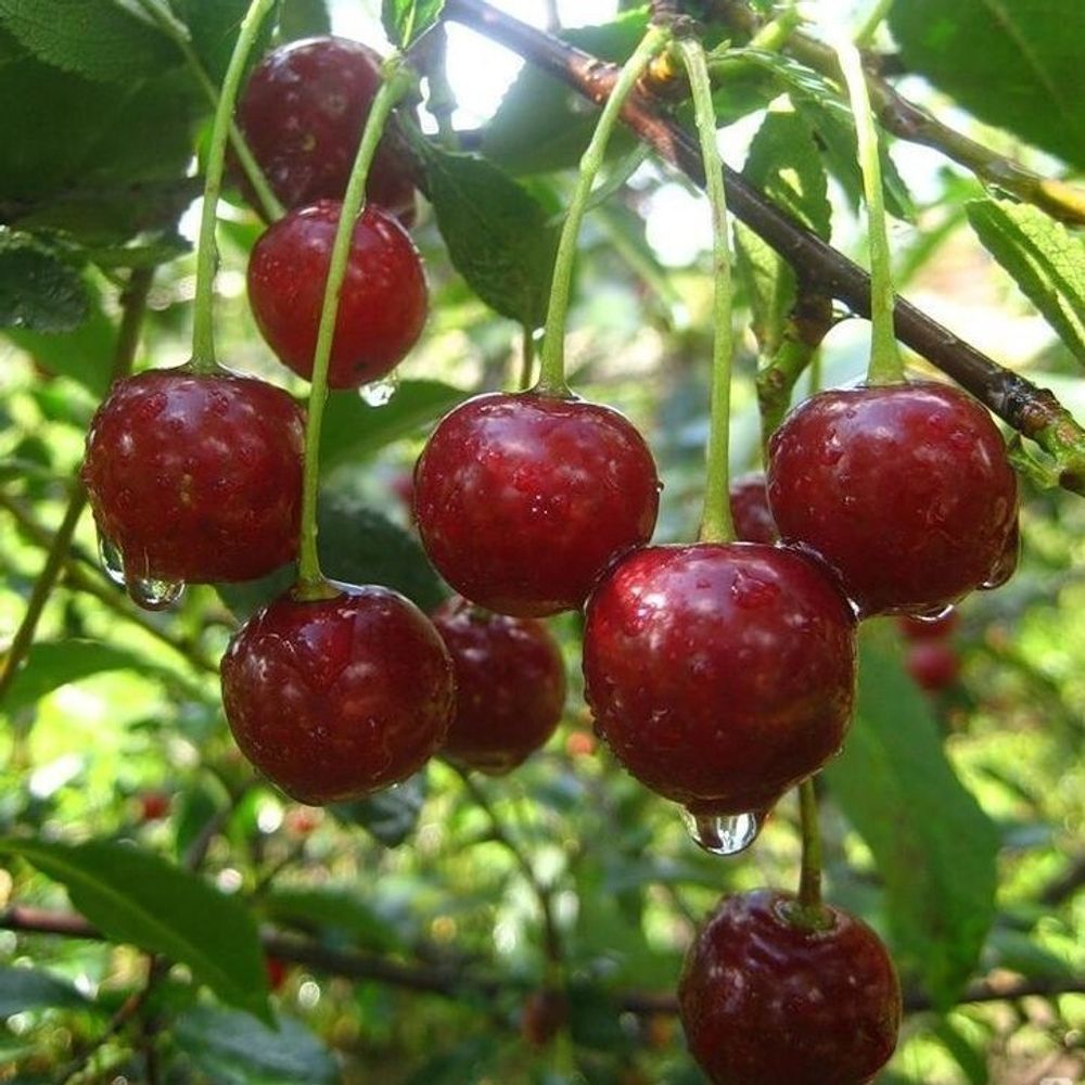 Вишня описание фото. Вишня Волочаевка. Вишня Любская. Вишня сорт «Волочаевка». Вишня Келлерис.