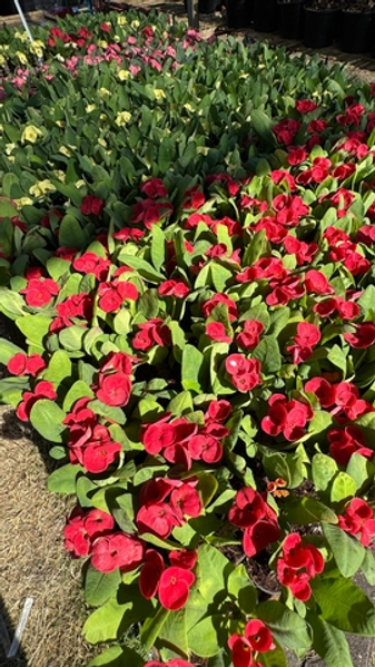 Немного про эуфорбии