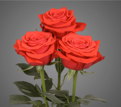 Букет из 3 роз «Нина»