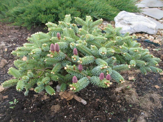 Пихта корейская Бонсай Блю Р9 10-15см Закупка М62 апрель-май 2026