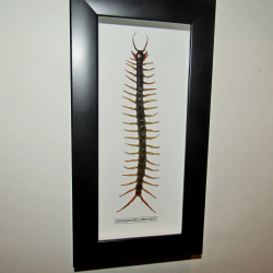 Сколопендра Scolopendra alternans в рамке