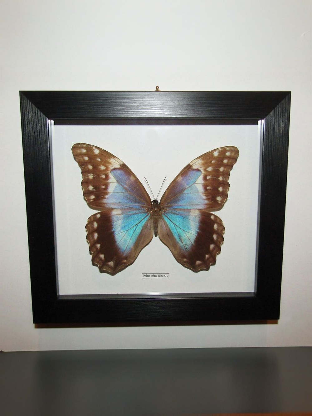 Бабочка Morpho didius самка в рамке