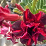 Адениум обесум RAM RUAY