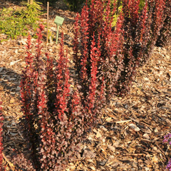 Барбарис тунберга Ред Чиф С3 Закупка М60 июнь 2026