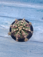 Gymnocalycium T-Rex Pink hybrid (Гимнокалициум T-rex)