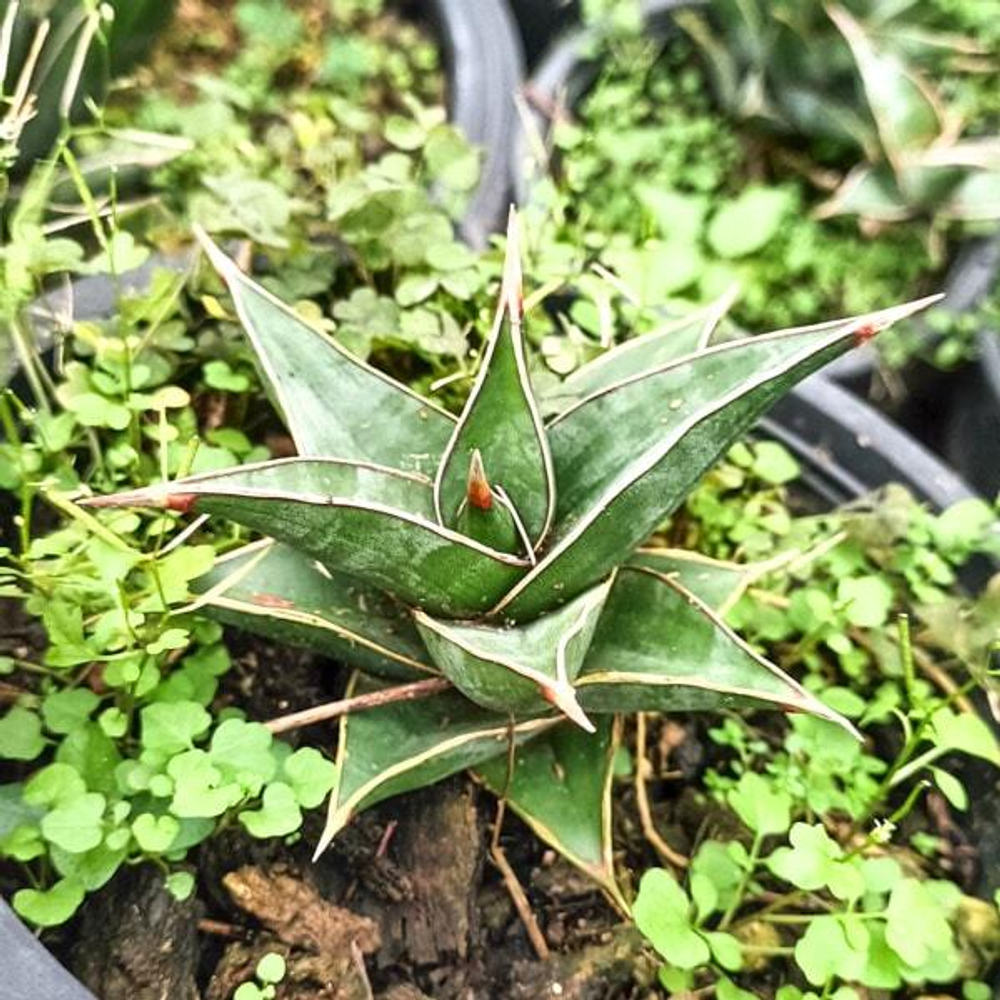 Сансевиерия PINGUI